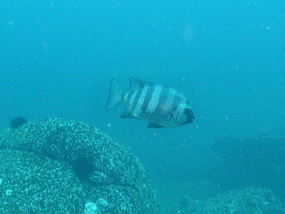 イシダイの成魚