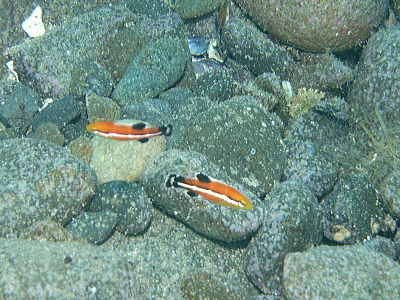 コブダイの幼魚