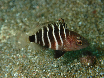 マハタの幼魚