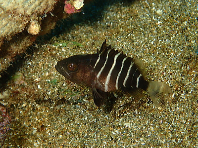 マハタの幼魚