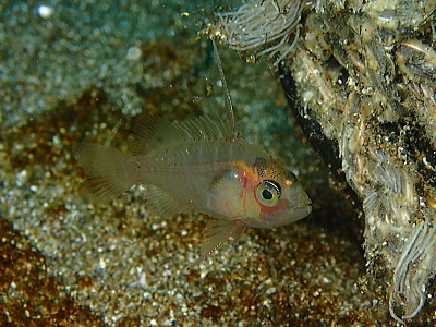 マハタの幼魚