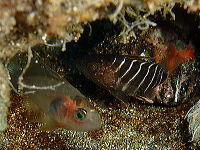 マハタの幼魚