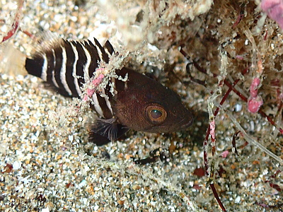 マハタの幼魚