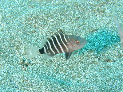 マハタの幼魚